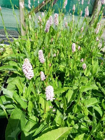 Persicaria bistorta 'Superba' 2L - image 5