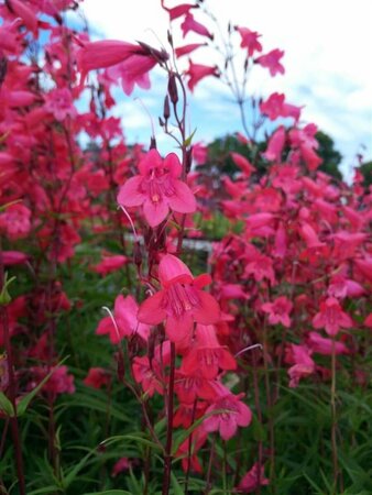 Penstemon Firebird 1L - image 1