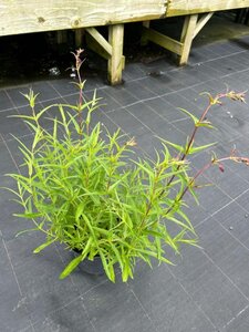 Penstemon Firebird 1L - image 2