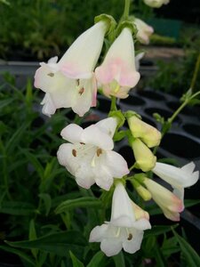 Penstemon Snow Storm 3L - image 1