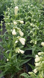 Penstemon Snow Storm 3L - image 2