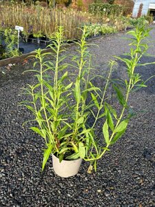 Penstemon 'Wedding Day ' 3L