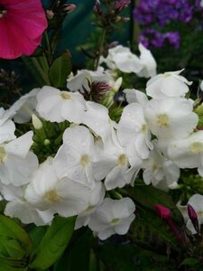 Phlox (P) 'David' 2L