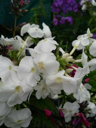 Phlox (P) 'David' 2L - image 2