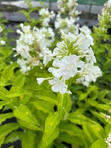 Phlox (P) 'Fujiyama' 2L