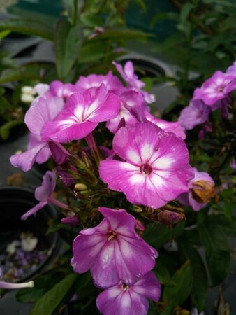 Phlox (P) 'Laura' 2L