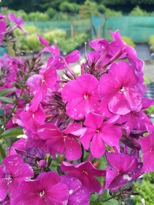 Phlox (P) 'Nicky' 2L