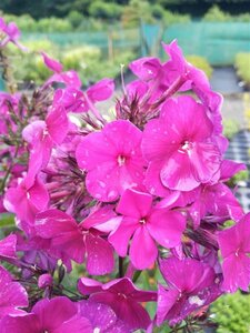 Phlox (P) 'Nicky' 2L - image 3