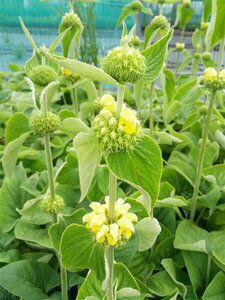 Phlomis russeliana 3L