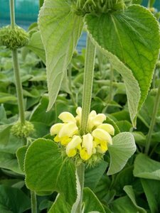 Phlomis russeliana 3L - image 2