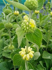 Phlomis russeliana 3L - image 3