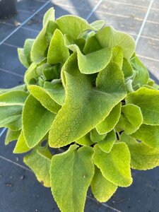 Phlomis russeliana 3L - image 4