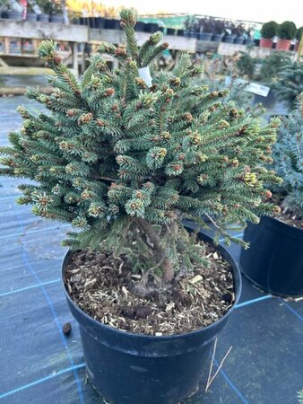 Picea gl. Blue Globe 30-40 Root Ball