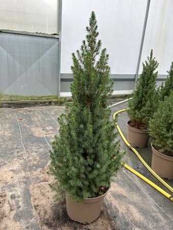 Picea gl. 'Conica' 10L