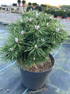 Pinus mugo 'Benjamin' 5L