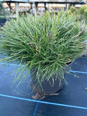 Pinus mugo mugo 10L - image 2