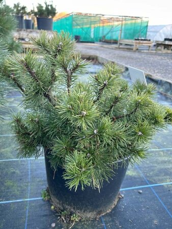 Pinus mugo pumilio 10L - image 3