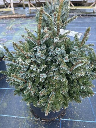 Picea omorika 'Nana' 40-50 Root Ball