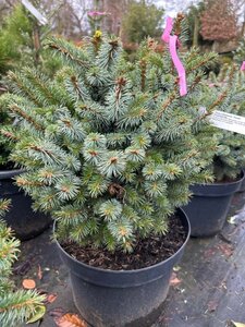 Picea sitchensis 'Tenas' 30-40 Root Ball