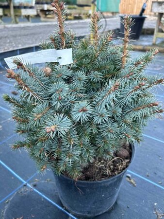 Picea sitchensis 'Tenas' 30-40 Root Ball