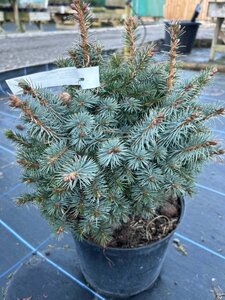 Picea sitchensis 'Tenas' 30-40 Root Ball