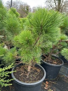 Pinus thunbergii 'Thunderhead' 60-70 Root Ball