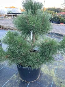 Pinus thunbergii 'Thunderhead' 50-60 Root Ball