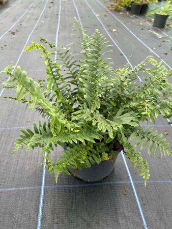 Polystichum munitum 3L - image 3