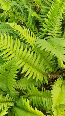 Polystichum munitum 3L - image 1