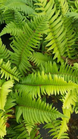 Polystichum munitum 3L - image 2