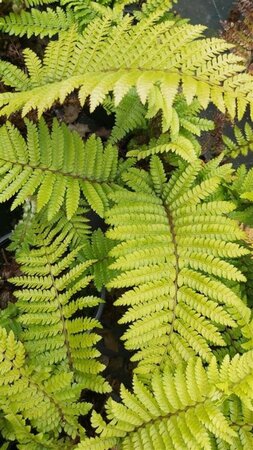 Polystichum polyblepharum 3L - image 1