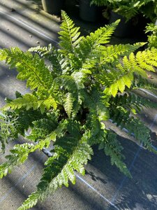 Polystichum polyblepharum 3L - image 3