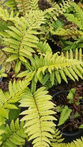 Polystichum polyblepharum 3L - image 2