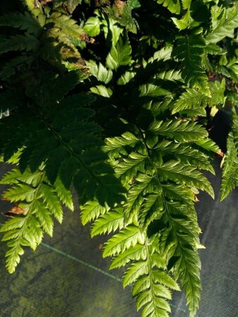 Polystichum rigens 3L - image 1