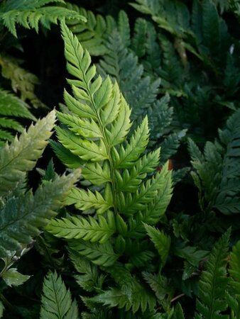 Polystichum rigens 3L - image 2