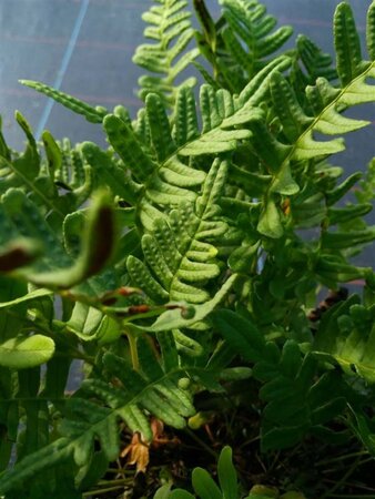 Polypodium vulgare 3L - image 1