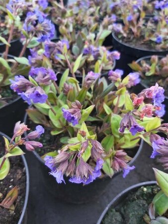 Pulmonaria 'Blue Ensign' 2L - image 1