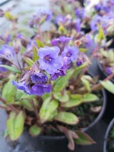 Pulmonaria 'Blue Ensign' 2L - image 2