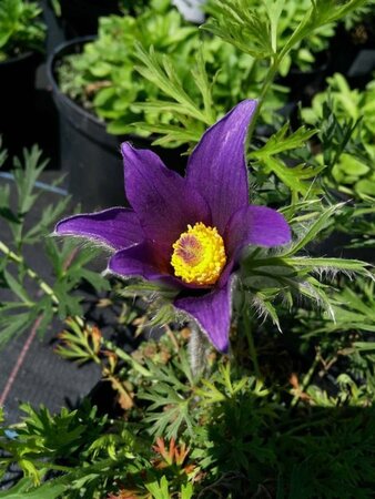 Pulsatilla vulgaris 9cm liner - image 1