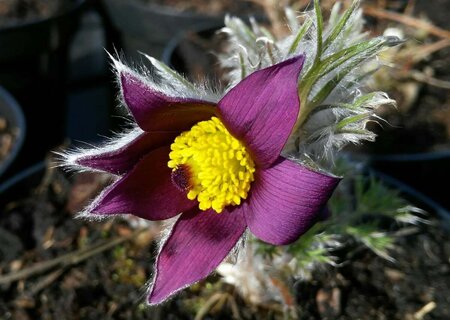 Pulsatilla vulgaris 9cm liner - image 2