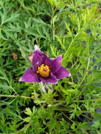 Pulsatilla vulgaris 9cm liner - image 3