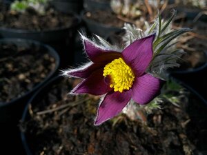 Pulsatilla vulgaris 9cm liner - image 4