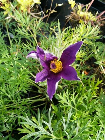 Pulsatilla vulgaris 9cm liner - image 6