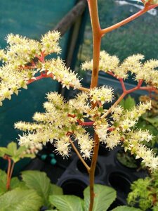 Rodgersia aesculifolia 3L