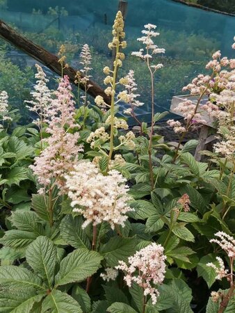 Rodgersia aesculifolia 3L - image 2