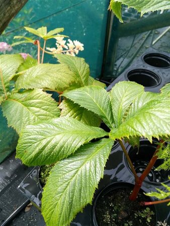 Rodgersia aesculifolia 3L - image 3