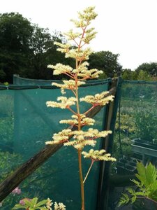 Rodgersia aesculifolia 3L - image 4