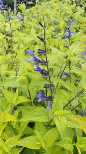 Salvia guar. 'Black and Blue' 2L