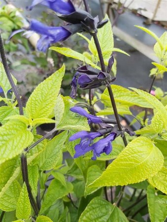 Salvia guar. 'Black and Blue' 2L - image 2