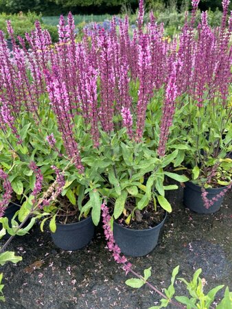 Salvia nemorosa Caradonna Pink 2L